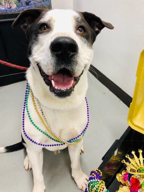Adopt a friend: Butch